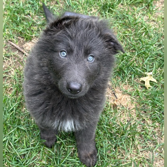 Dog friendly smoke free home. - Picture 2 of 3